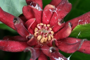 Echter Gewürzstrauch (Calycanthus floridus)